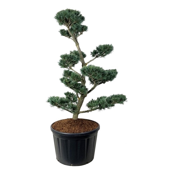 <h4>Pinus parv. 'Negishi'</h4>