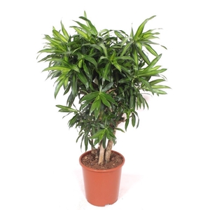 Dracaena Song of Jamaica