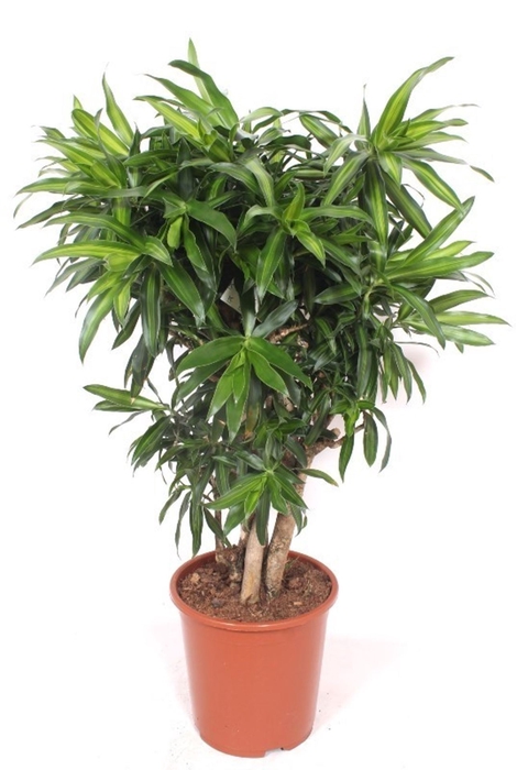 <h4>Dracaena Song of Jamaica</h4>