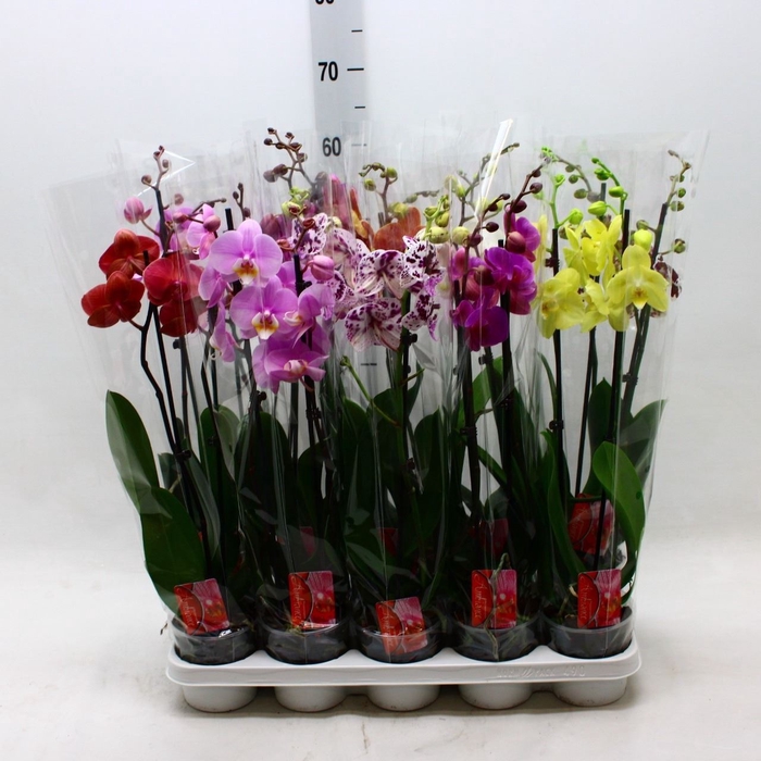 <h4>Phalaenopsis   ...mix</h4>