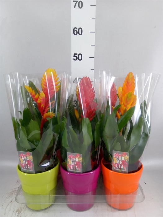 <h4>Vriesea   ...mix 6</h4>