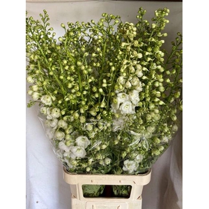 Delph Du Centu White