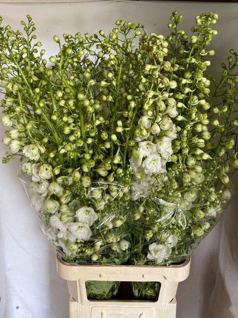 <h4>Delph Du Centu White</h4>