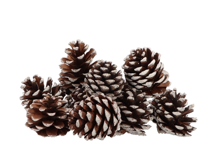 <h4>Nature Pinecone Natural White Ass P/12</h4>