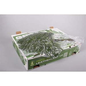 LEDERVAREN EXTRA VACUUM GREEN OCEAN X 12