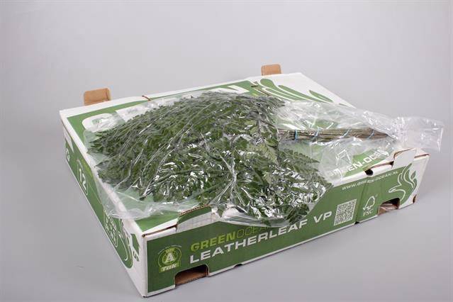 <h4>LEDERVAREN EXTRA VACUUM GREEN OCEAN X 12</h4>