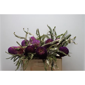 Banksia Speciosa Purple