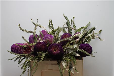 <h4>Banksia Speciosa Purple</h4>