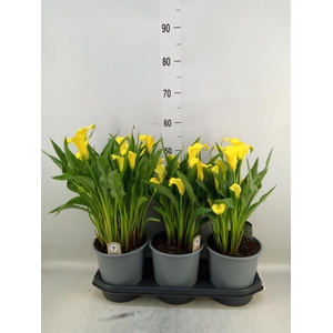 Zantedeschia  'Sunclub'