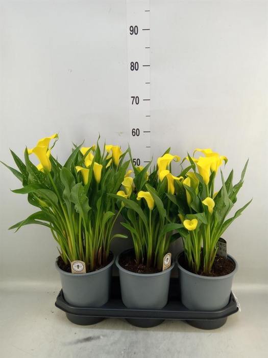 <h4>Zantedeschia  'Sunclub'</h4>