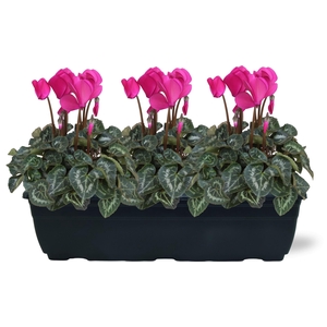 Cyclamen paars trio balkonbak 40cm
