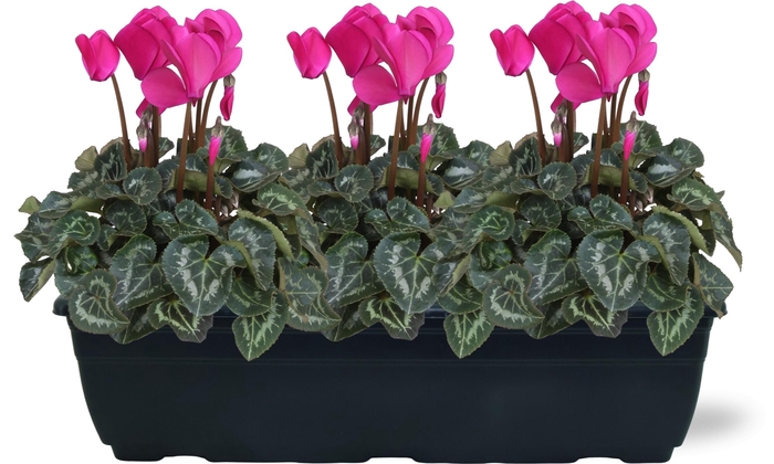 <h4>Cyclamen paars trio balkonbak 40cm</h4>