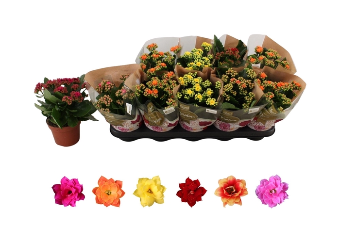 <h4>KAL GE RO GEM 6 KL</h4>