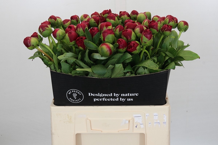 <h4>Paeonia Diana Parks</h4>