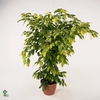 FICUS benjamina Reginald
