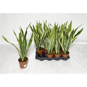 Sansev Laurentii 60cm