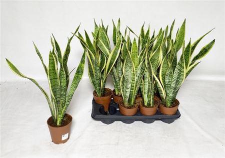 <h4>Sansev Laurentii 60cm</h4>