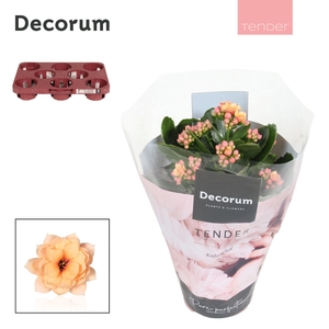 Kalanchoe Decorum TENDER - Serenity Apricot