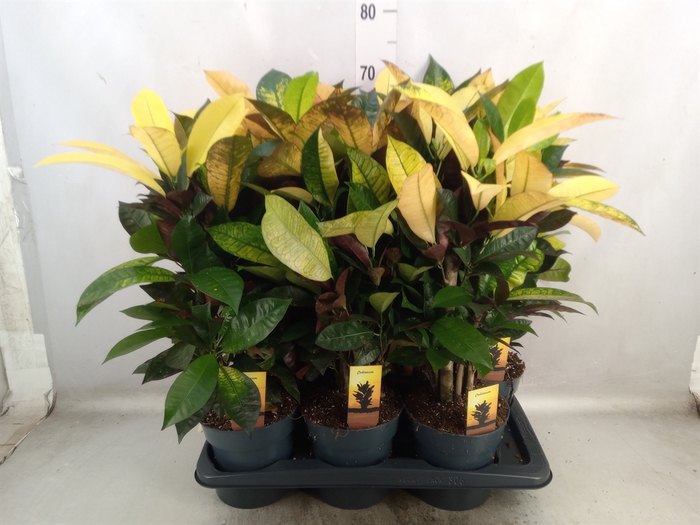 <h4>Codiaeum var. KL 'Mrs Iceton'</h4>