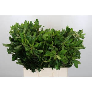 Pittosporum Nurit (Isr)