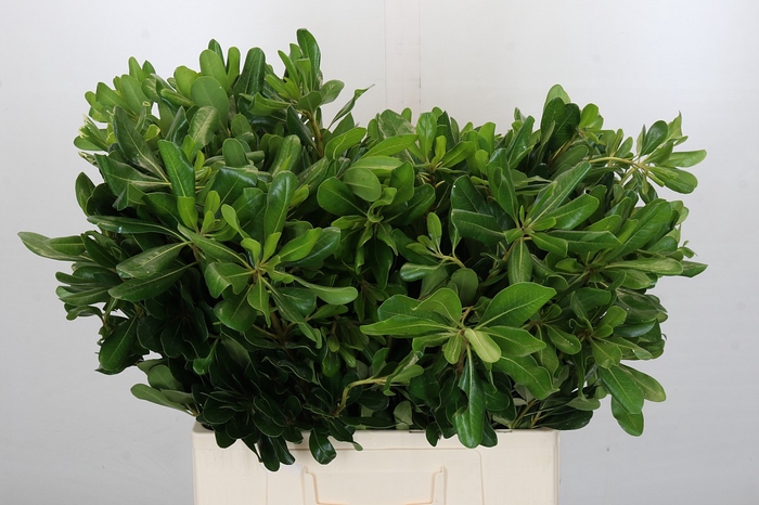 <h4>Pittosporum Nurit (Isr)</h4>