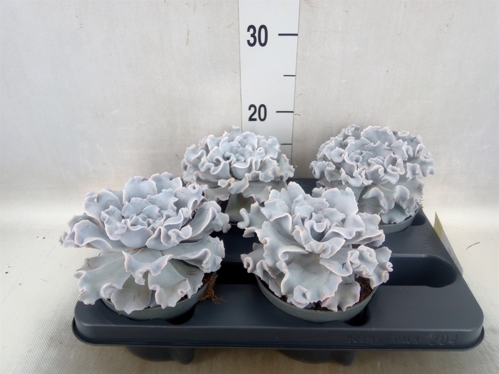 <h4>Echeveria   ...</h4>