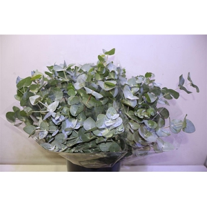 Euca Cinerea X10