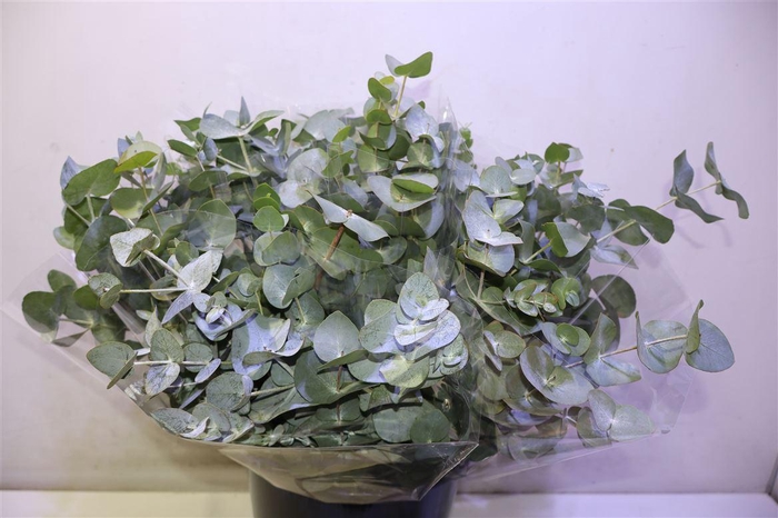 <h4>Euca Cinerea X10</h4>