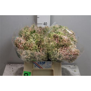 Syr Hy Maidens Blush 4+