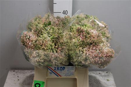 <h4>Syr Hy Maidens Blush 4+</h4>