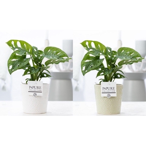 Monstera Adansonii in P&PURE Juliette cer. ass.2
