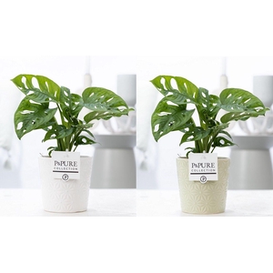 Monstera Adansonii in P&PURE Juliette cer. ass.2