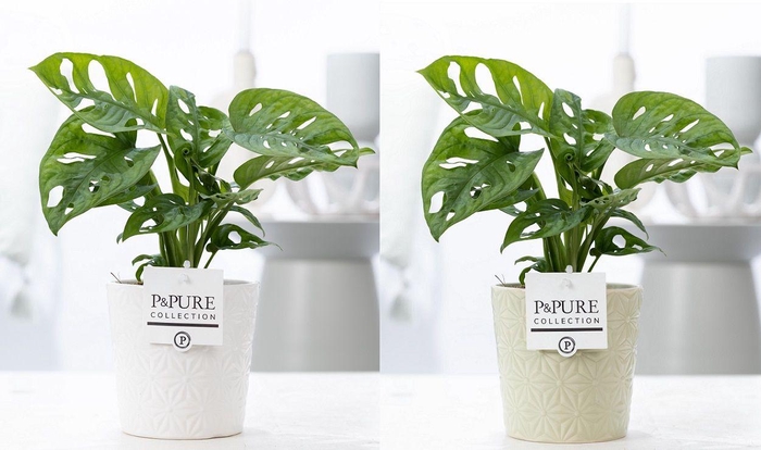 <h4>Monstera Adansonii in P&PURE Juliette cer. ass.2</h4>