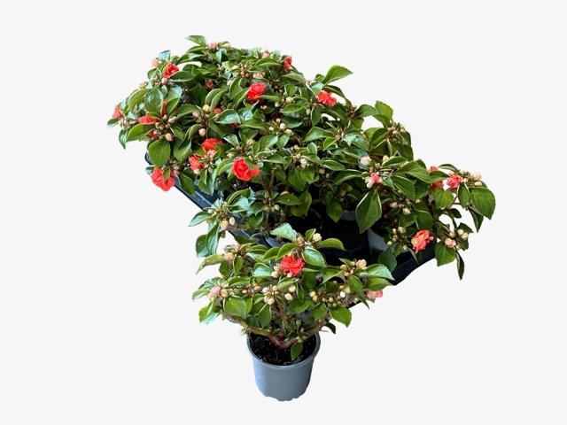 <h4>IMP FIESTA DEEP ORAN</h4>