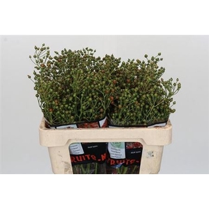 Rosa Autumn Rosefruits Green