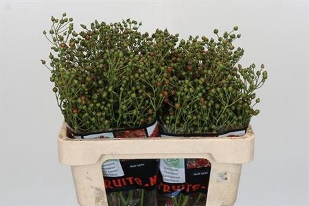 <h4>Rosa Autumn Rosefruits Green</h4>