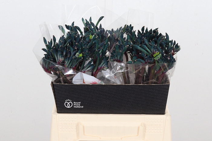 <h4>Anigoz Cel Fireworks</h4>