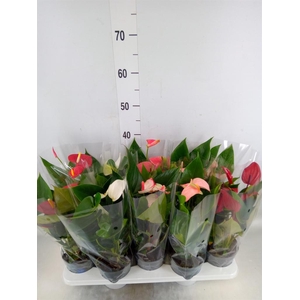 Anthurium   ...mix