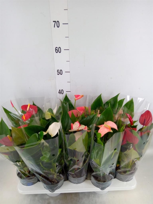 <h4>Anthurium ...mix</h4>