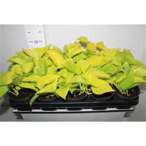 Epipr Golden Pothos