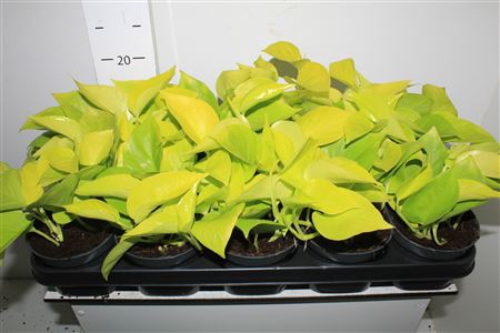 Epipr Golden Pothos