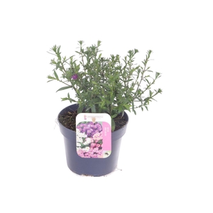 Aster Novi-belgii Magic Purpl
