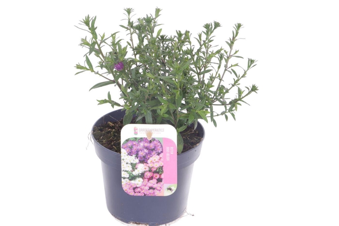 <h4>Aster Novi-belgii Magic Purpl</h4>
