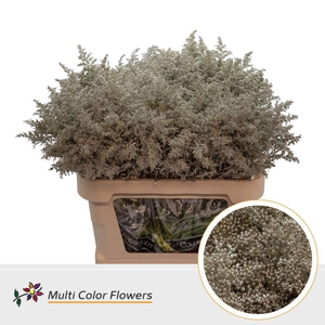 Solidago   ...colored  H%
