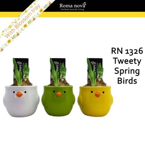 arr4 Narcis RN - Tweety spring birds