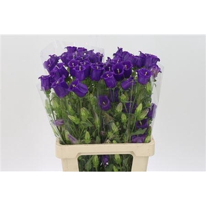 Camp M Champion Blue