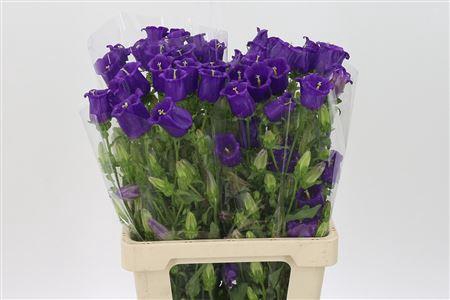 <h4>Camp M Champion Blue</h4>