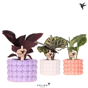 Kolibri Greens Calathea mix in Poppy pot mix