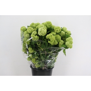 VIBURNUM OPOLUS 200GR