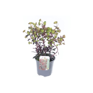Euphorbia Miner's Merlot